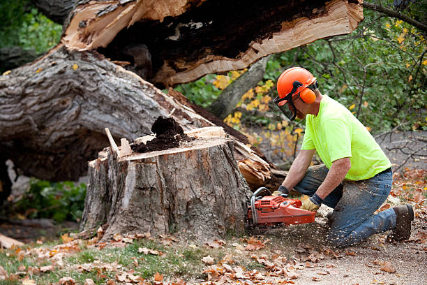 Best Tree Disease Treatment  in Skidway Lake, MI